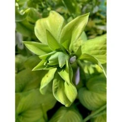 Funkia 'Guacamole' Hosta Hybrid 'Guacamole' 1 Liter Potte -Sirius Butik p5553 36096 hosta hybrid guacamole bf7a