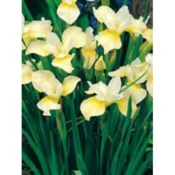 Sibirisk Iris 'Butter And Sugar' Iris Sibirica 'Butter And Sugar' 1 Liter Potte