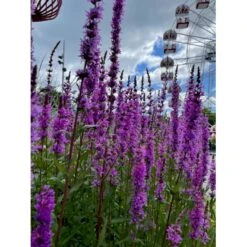 Kattehale Lythrum Salicaria 1 Liter Potte