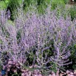 Russisk Salvie 'Blue Spire' Perovskia Atriplicifolia 'Blue Spire' Potte 2 Liter. -Sirius Butik p5598 4154 perovskia atriplicifolia blue spire 1283