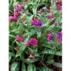 Lungeurt 'Raspberry Splash' Pulmonaria Sac. 'Raspberry Splash' 1 Liter Potte