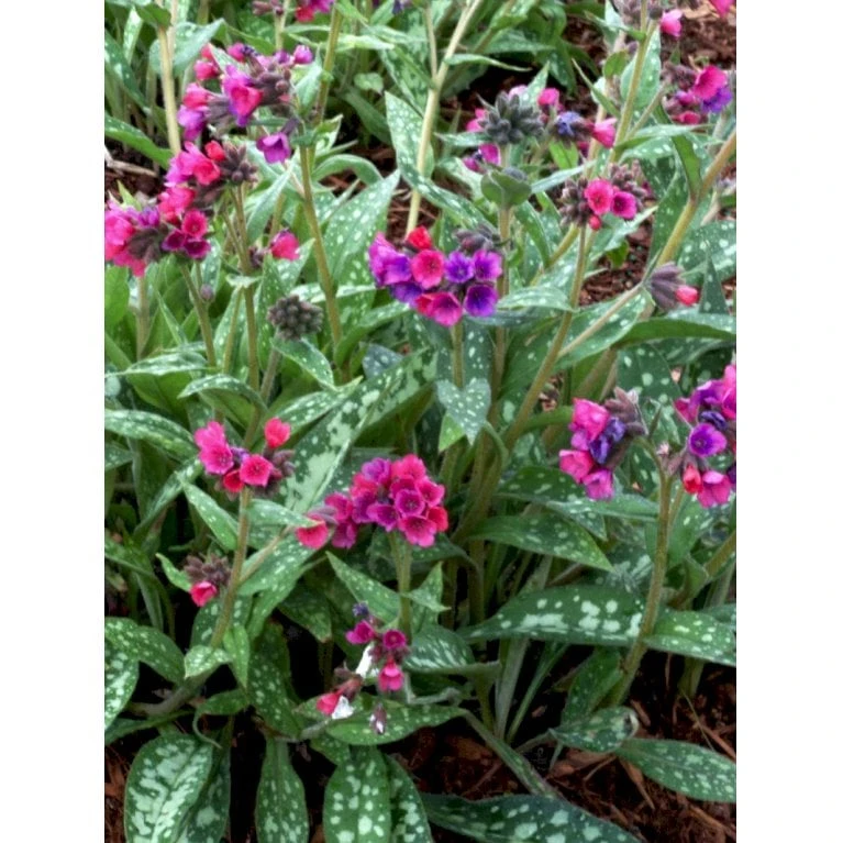 Lungeurt 'Raspberry Splash' Pulmonaria Sac. 'Raspberry Splash' 1 Liter Potte 1 Lungeurt 'Raspberry Splash' Pulmonaria Sac. 'Raspberry Splash' 1 Liter Potte