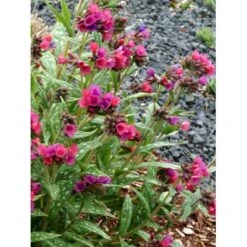 Lungeurt 'Raspberry Splash' Pulmonaria Sac. 'Raspberry Splash' 1 Liter Potte 5 Lungeurt 'Raspberry Splash' Pulmonaria Sac. 'Raspberry Splash' 1 Liter Potte -Sirius Butik p5625 46297 pulmonaria sac raspberry splash 2ecd