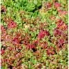 Hvid Stenurt 'Coral Carpet' Sedum Album 'Coral Carpet' 10 Cm. Potte