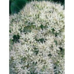 Kinesisk Sankhansurt 'Iceberg' Sedum Spectabile 'Iceberg' 1 Liter Potte