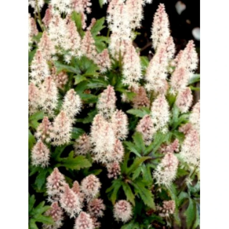 Skumblomst 'Pink Skyrocket' Tiarella X Cordifolia 'Pink Skyrocket' 1 Liter Potte 1 Skumblomst 'Pink Skyrocket' Tiarella X Cordifolia 'Pink Skyrocket' 1 Liter Potte
