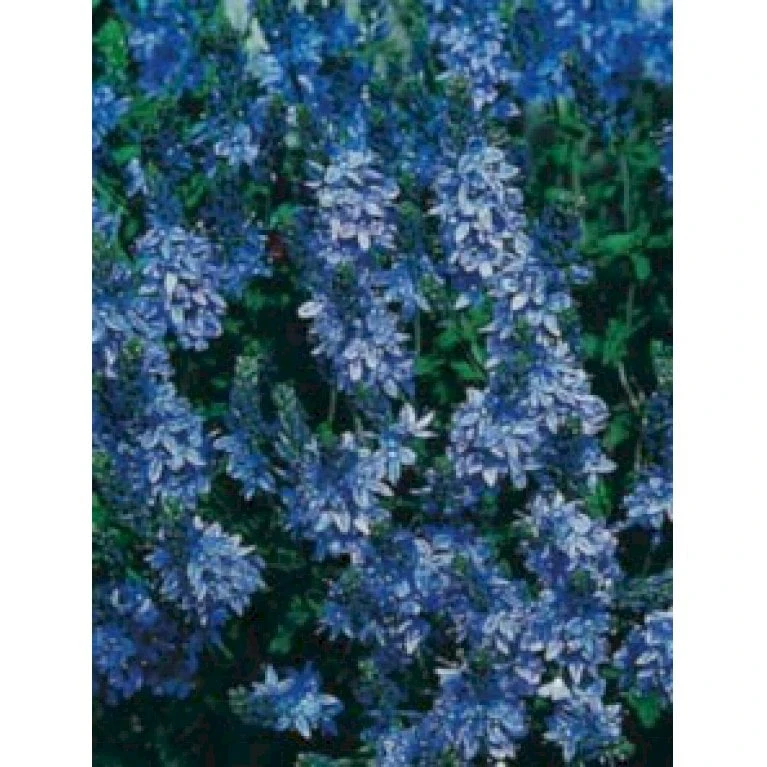 Læge ærenpris 'Allgrün' Veronica Officinalis 'Allgrün' 10 Cm. Potte 1 Læge ærenpris 'Allgrün' Veronica Officinalis 'Allgrün' 10 Cm. Potte