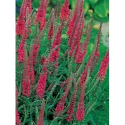 Aks Ærenpris 'Rotfuchs' Veronica Spicata 'Rotfuchs' 1 Liter Potte