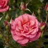 'Fabulous'™ Rosa X 'Fabulous'™ (Storblomstrende) A-Kvalitet,- Barrods Roser Min. 3 Grene