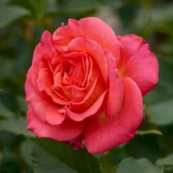 'Fabulous'™ Rosa X 'Fabulous'™ (Storblomstrende) A-Kvalitet,- Barrods Roser Min. 3 Grene -Sirius Butik p5743 51264 rosa x fabulous storblomstrende 8a5a