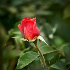 'Fabulous'™ Rosa X 'Fabulous'™ (Storblomstrende) A-Kvalitet,- Barrods Roser Min. 3 Grene -Sirius Butik p5743 51265 rosa x fabulous storblomstrende 57df