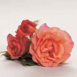 'Fabulous'™ Rosa X 'Fabulous'™ (Storblomstrende) A-Kvalitet,- Barrods Roser Min. 3 Grene -Sirius Butik p5743 51266 rosa x fabulous storblomstrende 52b0