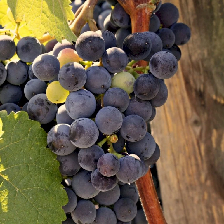 Vin 'Regent' Vitis Vinifera 'Regent' Potte 5,0 Liter,- Opbundet 100-150 Cm. 2 Vin 'Regent' Vitis Vinifera 'Regent' Potte 5,0 Liter,- Opbundet 100-150 Cm. - Billede 2