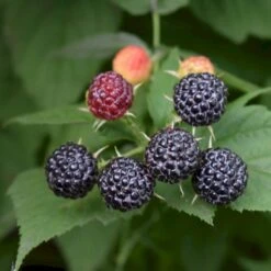 Sommer Hindbær 'Black Jewel' Rubus Idaeus 'Black Jewel' Potte 2,0 Liter,- Opbundet