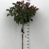 Parykbusk 'Grace' Cotinus Coggygria 'Grace' Opstammet 80 Cm. 7,5 Liter Potte
