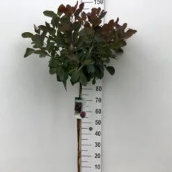 Parykbusk 'Grace' Cotinus Coggygria 'Grace' Opstammet 80 Cm. 7,5 Liter Potte