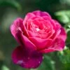 'Tantau Rose Goethe'® Rosa X 'Tantau Rose Goethe'® (Storblomstrende) A-Kvalitet,- Barrods Roser Min. 3 Grene