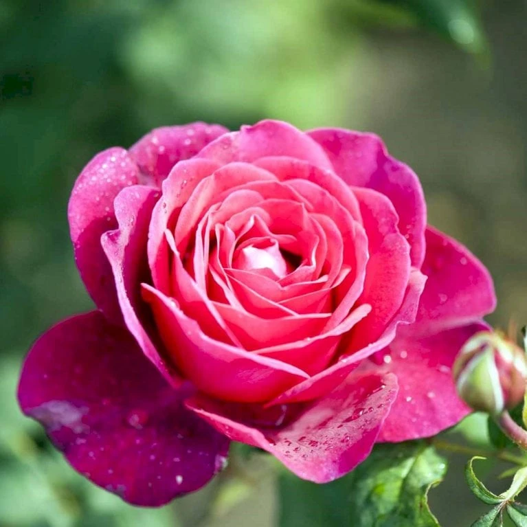 'Tantau Rose Goethe'® Rosa X 'Tantau Rose Goethe'® (Storblomstrende) A-Kvalitet,- Barrods Roser Min. 3 Grene 3 'Tantau Rose Goethe'® Rosa X 'Tantau Rose Goethe'® (Storblomstrende) A-Kvalitet,- Barrods Roser Min. 3 Grene - Billede 3