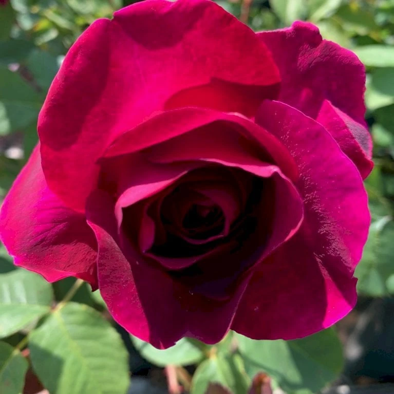 'Tantau Rose Goethe'® Rosa X 'Tantau Rose Goethe'® (Storblomstrende) A-Kvalitet,- Barrods Roser Min. 3 Grene 4 'Tantau Rose Goethe'® Rosa X 'Tantau Rose Goethe'® (Storblomstrende) A-Kvalitet,- Barrods Roser Min. 3 Grene - Billede 4