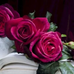 'Tantau Rose Goethe'® Rosa X 'Tantau Rose Goethe'® (Storblomstrende) A-Kvalitet,- Barrods Roser Min. 3 Grene 9 'Tantau Rose Goethe'® Rosa X 'Tantau Rose Goethe'® (Storblomstrende) A-Kvalitet,- Barrods Roser Min. 3 Grene -Sirius Butik p5908 53990 rosa x tantau rose goethe storblomstrende e7f3