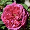 'Natalie™ Renaissance'® Rosa X 'Natalie™ Renaissance'® (Renaissancerose) A-Kvalitet,- Barrods Roser Min. 3 Grene