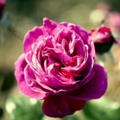 'Natalie™ Renaissance'® Rosa X 'Natalie™ Renaissance'® (Renaissancerose) A-Kvalitet,- Barrods Roser Min. 3 Grene -Sirius Butik p5910 52181 rosa x natalie renaissance renaissancerose c76b
