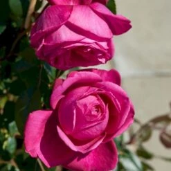 'Natalie™ Renaissance'® Rosa X 'Natalie™ Renaissance'® (Renaissancerose) A-Kvalitet,- Barrods Roser Min. 3 Grene -Sirius Butik p5910 52182 rosa x natalie renaissance renaissancerose 2bf4