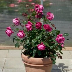 'Natalie™ Renaissance'® Rosa X 'Natalie™ Renaissance'® (Renaissancerose) A-Kvalitet,- Barrods Roser Min. 3 Grene -Sirius Butik p5910 52183 rosa x natalie renaissance renaissancerose 6836