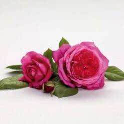 'Natalie™ Renaissance'® Rosa X 'Natalie™ Renaissance'® (Renaissancerose) A-Kvalitet,- Barrods Roser Min. 3 Grene -Sirius Butik p5910 52184 rosa x natalie renaissance renaissancerose f3a2