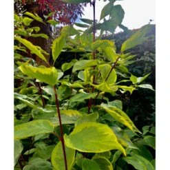 Gulbroget Kornel 'Gouchaultii' Cornus Alba 'Gouchaultii' Potte 6,5 Liter 60-80 Cm. 8 Gulbroget Kornel 'Gouchaultii' Cornus Alba 'Gouchaultii' Potte 6,5 Liter 60-80 Cm. -Sirius Butik p606 36625 cornus alba gouchaultii a904