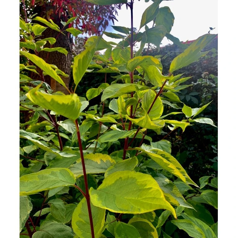 Gulbroget Kornel 'Gouchaultii' Cornus Alba 'Gouchaultii' Potte 6,5 Liter 60-80 Cm. 4 Gulbroget Kornel 'Gouchaultii' Cornus Alba 'Gouchaultii' Potte 6,5 Liter 60-80 Cm. - Billede 4