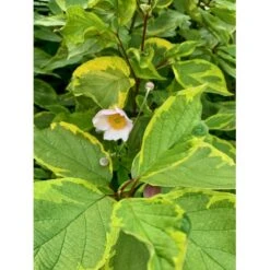 Gulbroget Kornel 'Gouchaultii' Cornus Alba 'Gouchaultii' Potte 6,5 Liter 60-80 Cm. 9 Gulbroget Kornel 'Gouchaultii' Cornus Alba 'Gouchaultii' Potte 6,5 Liter 60-80 Cm. -Sirius Butik p606 36626 cornus alba gouchaultii 7a38