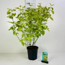 Gulbroget Kornel 'Gouchaultii' Cornus Alba 'Gouchaultii' Potte 6,5 Liter 60-80 Cm.