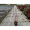 Rødgrenet Kornel 'Sibirica' Cornus Alba 'Sibirica' Potte 12 Liter,- 100-125 Cm.