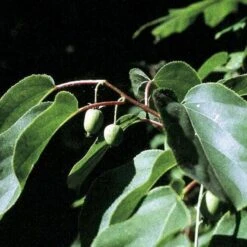 Stikkelsbærkiwi 'Issai' Actinidia Arguta 'Issai' Potte 7,5 Liter,- Opbundet 150-200 Cm. -Sirius Butik p60 48469 actinidia arguta issai a589