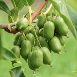 Stikkelsbærkiwi 'Issai' Actinidia Arguta 'Issai' Potte 7,5 Liter,- Opbundet 150-200 Cm. -Sirius Butik p60 50516 actinidia arguta issai 5df9