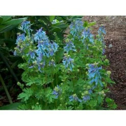 Lærkespore Corydalis Elata 1 Liter Potte