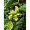 Småfrugtet Hassel Corylus Avellana Solitær Busk 150-200 Cm. - Med Klump