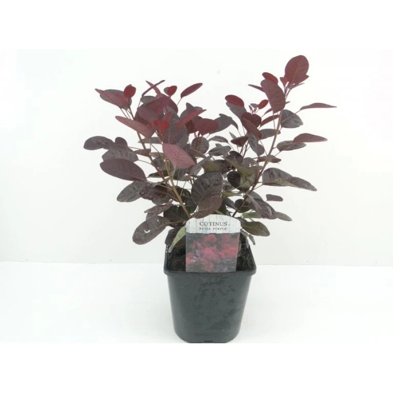 Rødbladet Parykbusk 'Royal Purple' Cotinus Coggygria 'Royal Purple' Potte 2,0 Liter,- 30-40 Cm. 1 Rødbladet Parykbusk 'Royal Purple' Cotinus Coggygria 'Royal Purple' Potte 2,0 Liter,- 30-40 Cm.