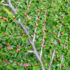 Fiskeben-Dværgmispel 'Cotali' Cotoneaster Horizontalis 'Cotali' 3,5 Liter Potte 7 Fiskeben-Dværgmispel 'Cotali' Cotoneaster Horizontalis 'Cotali' 3,5 Liter Potte -Sirius Butik p638 52510 cotoneaster horizontalis cotali d611
