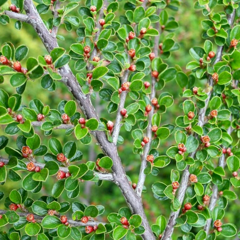 Fiskeben-Dværgmispel 'Cotali' Cotoneaster Horizontalis 'Cotali' 3,5 Liter Potte 3 Fiskeben-Dværgmispel 'Cotali' Cotoneaster Horizontalis 'Cotali' 3,5 Liter Potte - Billede 3