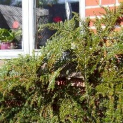 Fiskeben-Dværgmispel 'Cotali' Cotoneaster Horizontalis 'Cotali' 3,5 Liter Potte 8 Fiskeben-Dværgmispel 'Cotali' Cotoneaster Horizontalis 'Cotali' 3,5 Liter Potte -Sirius Butik p638 52511 cotoneaster horizontalis cotali 9ffb