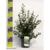 Glansdværgmispel Cotoneaster Lucidus Potte 4,0 Liter,- 50-60 Cm.