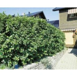 Glansdværgmispel Cotoneaster Lucidus Potte 4,0 Liter,- 50-60 Cm. -Sirius Butik p639 524 cotoneaster lucidus 3a3c