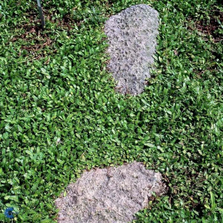 Trædebregne Minima Leptinella (cotula) Minima 10 Cm. Potte 1 Trædebregne Minima Leptinella (cotula) Minima 10 Cm. Potte