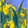 Gul Iris Iris Pseudoacorus 1 Liter Potte