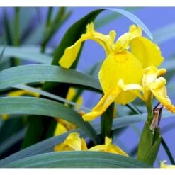 Gul Iris Iris Pseudoacorus 1 Liter Potte -Sirius Butik p6547 37970 iris pseudacorus 108c
