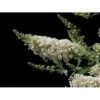 Sommerfuglebusk Buzz 'Ivory' Buddleja Buzz 'Ivory' 3,0 Liter Potte