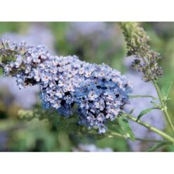 Sommerfuglebusk Buzz 'Sky Blue' Buddleja Buzz 'Sky Blue' 3,0 Liter Potte -Sirius Butik p6557 38057 buddleja buzz sky blue cec4