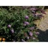 Sommerfuglebusk Buzz 'Sky Blue' Buddleja Buzz 'Sky Blue' 3,0 Liter Potte